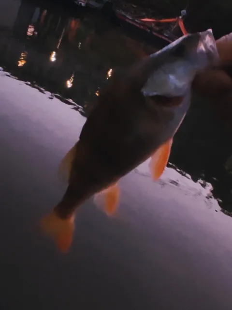 Flussbarsch