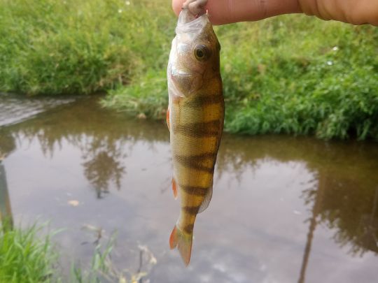 Flussbarsch