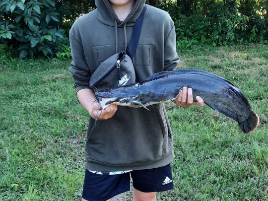 Afrikanischer Raubwels