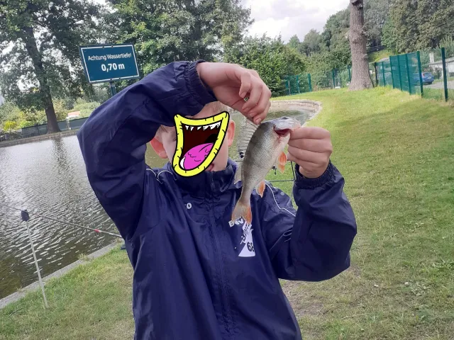 Flussbarsch