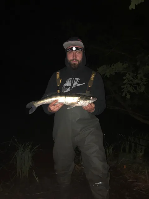 Zander