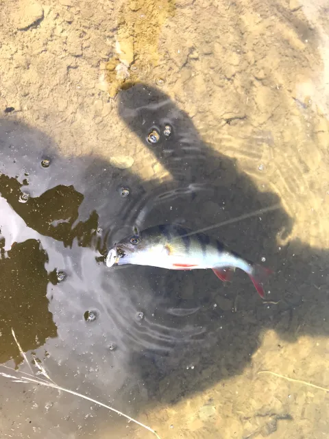 Flussbarsch