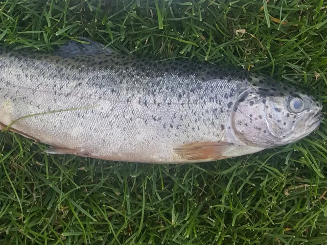 Regenbogenforelle