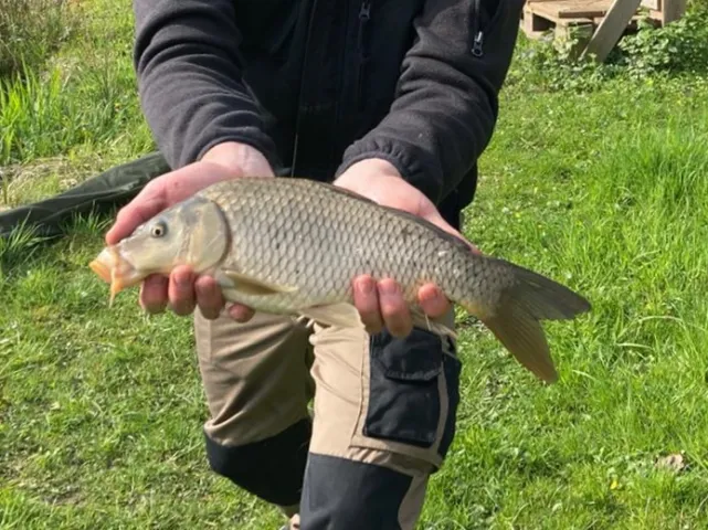 Karpfen