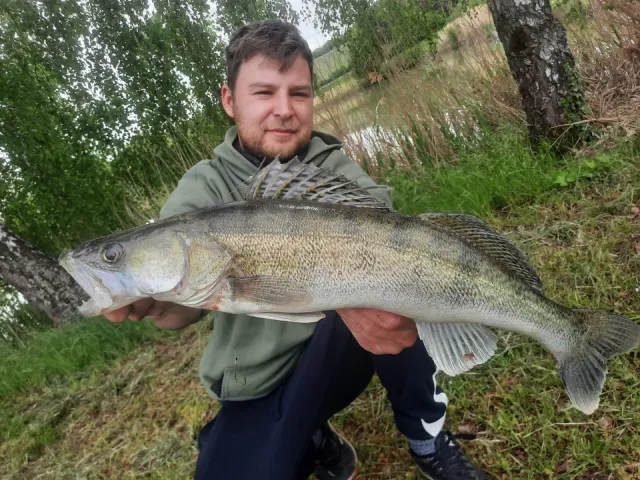 Zander