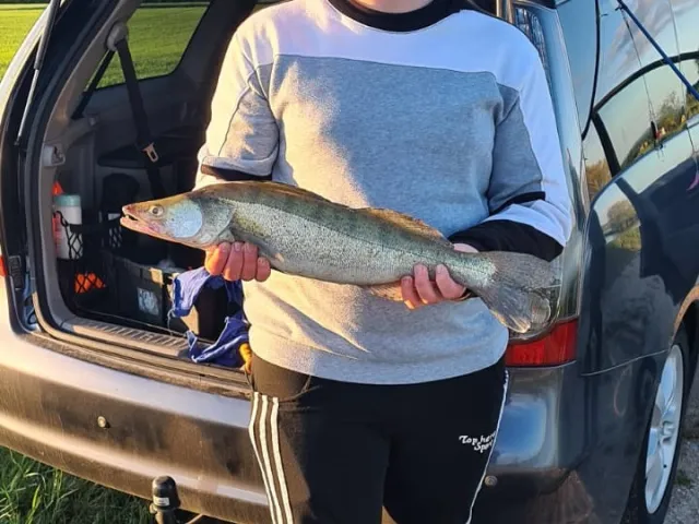 Zander