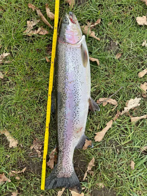 Regenbogenforelle