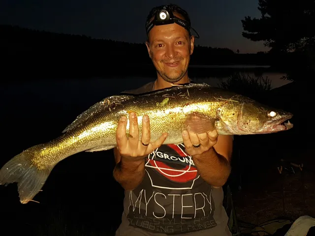 Zander