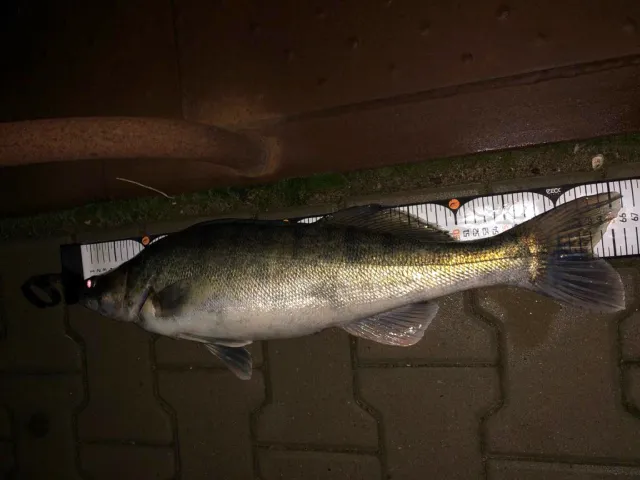 Zander