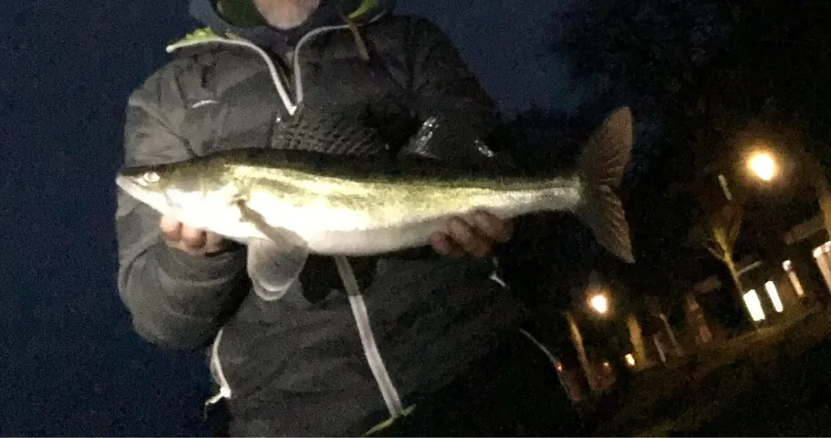 Zander