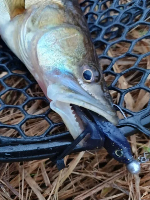 Zander