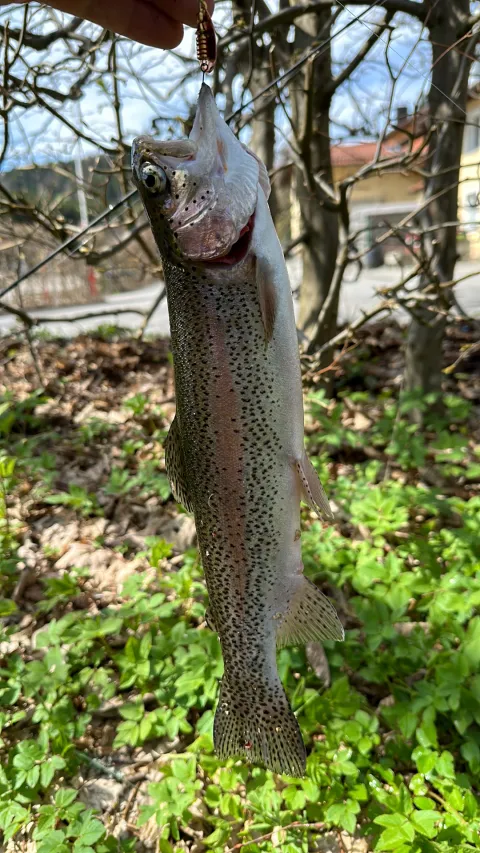 Regenbogenforelle
