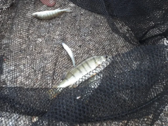 Flussbarsch
