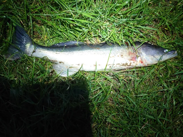 Zander