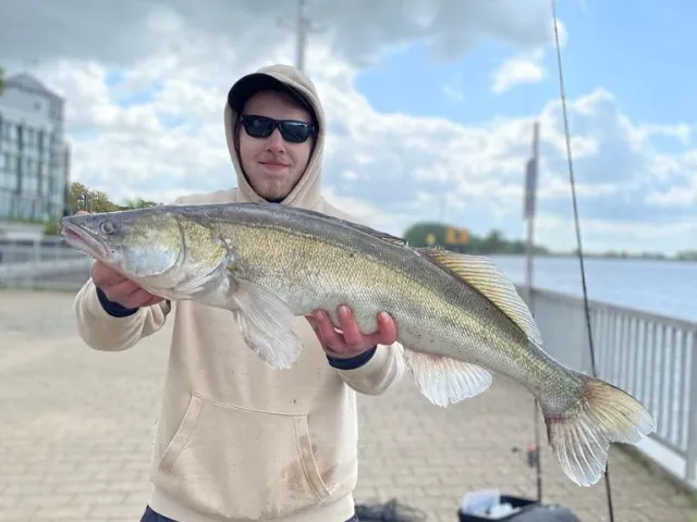 Zander