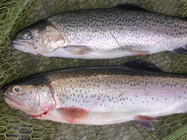 Regenbogenforelle