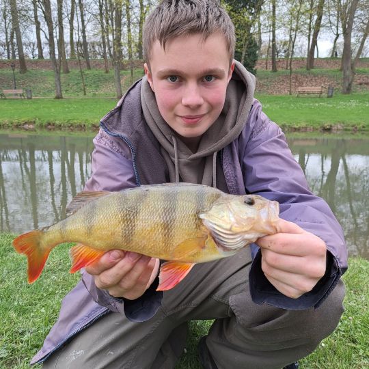 Flussbarsch