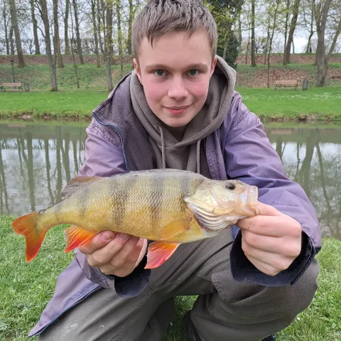 Flussbarsch