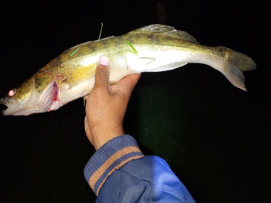 Zander