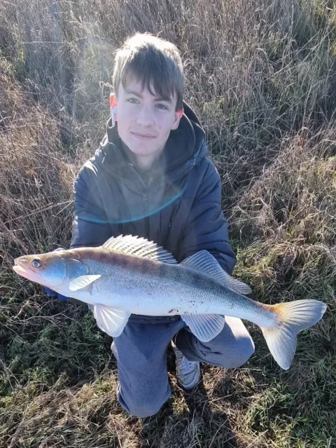 Zander