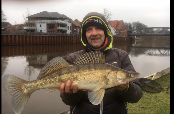 Zander