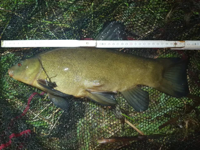 Schleie