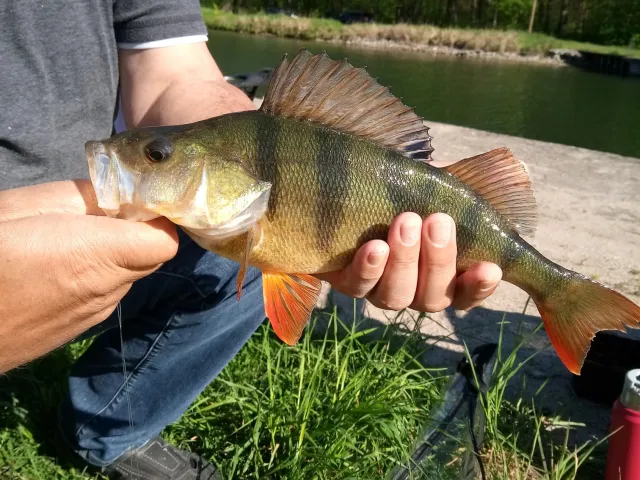 Flussbarsch