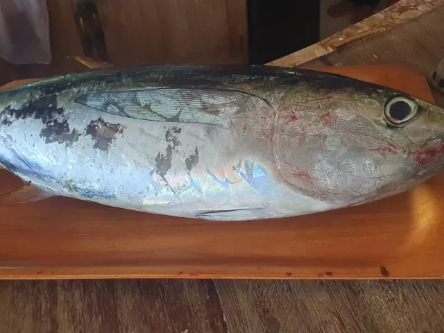 Thunfisch