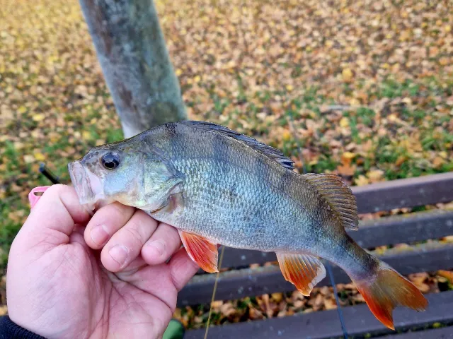 Flussbarsch