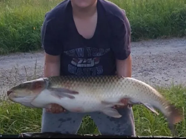 Graskarpfen