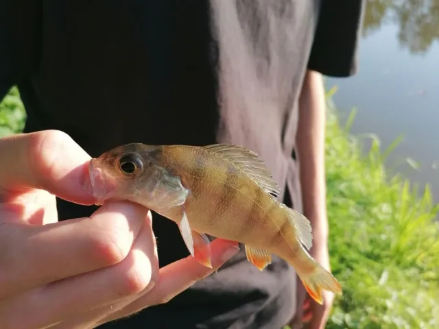 Flussbarsch