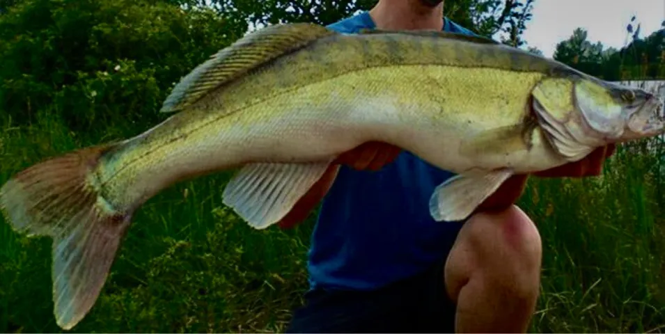 Zander