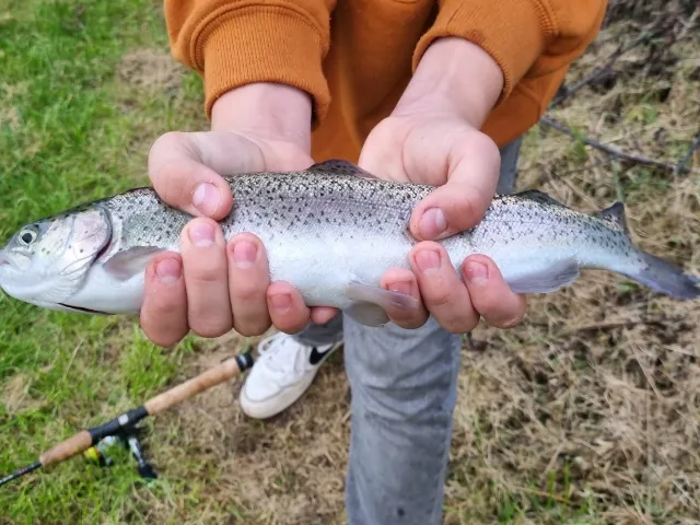 Regenbogenforelle