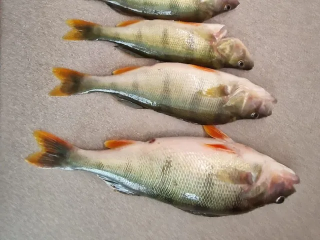 Flussbarsch