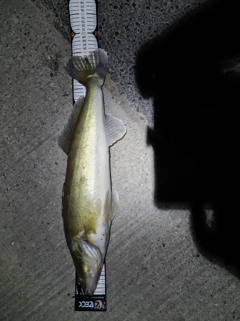 Zander