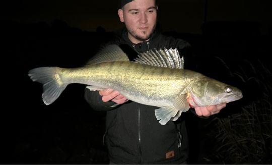 Zander