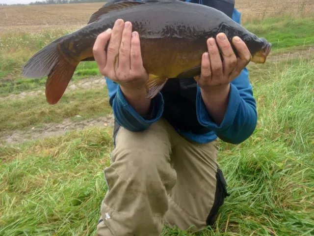 Karpfen
