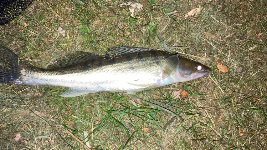 Zander