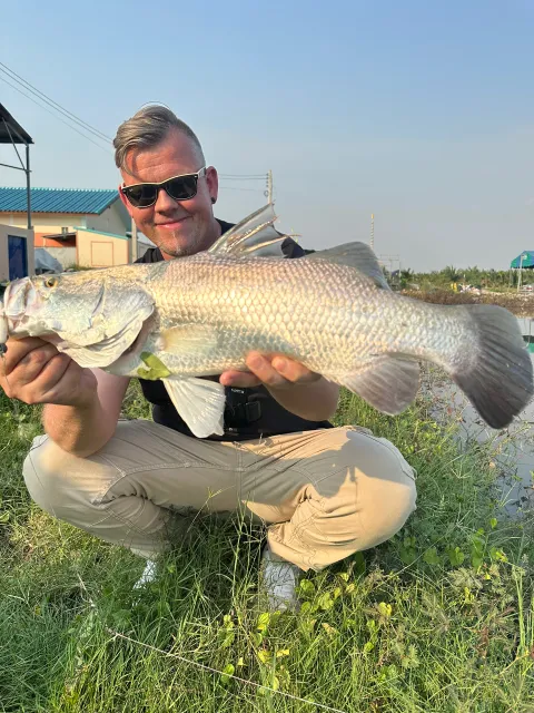 Barramundi