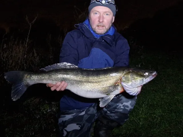 Zander