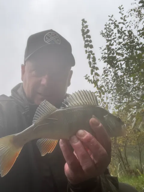 Flussbarsch