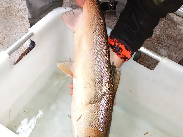 Lachs