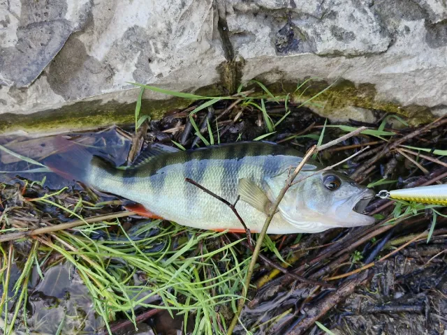 Flussbarsch