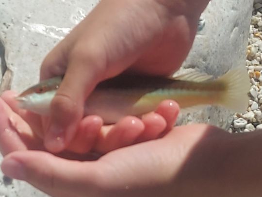 Lippfisch
