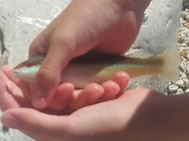Lippfisch