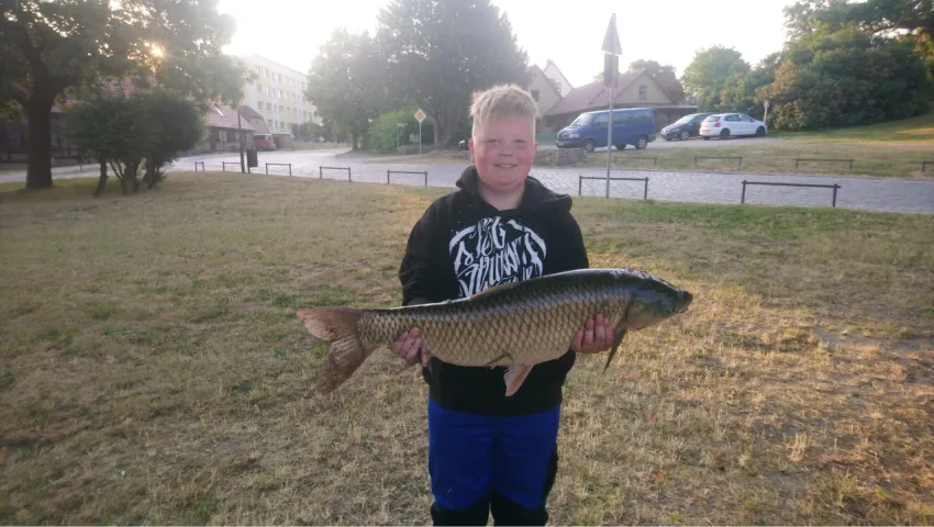 Graskarpfen