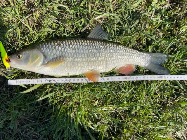 Döbel