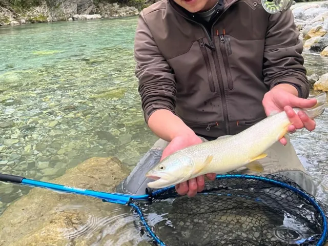 Marmorataforelle