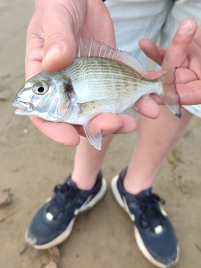 Dorade