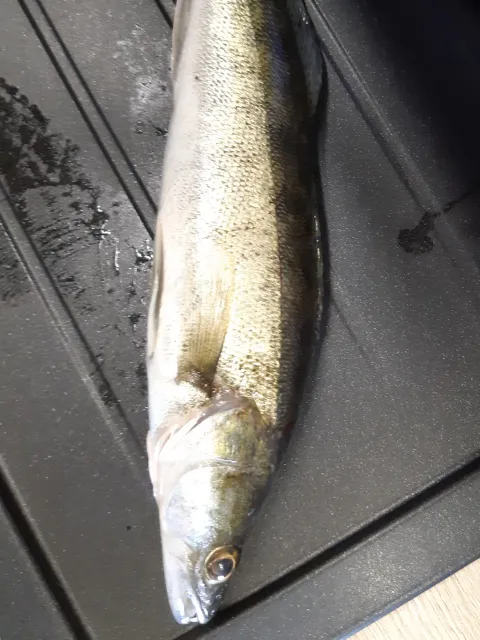 Zander